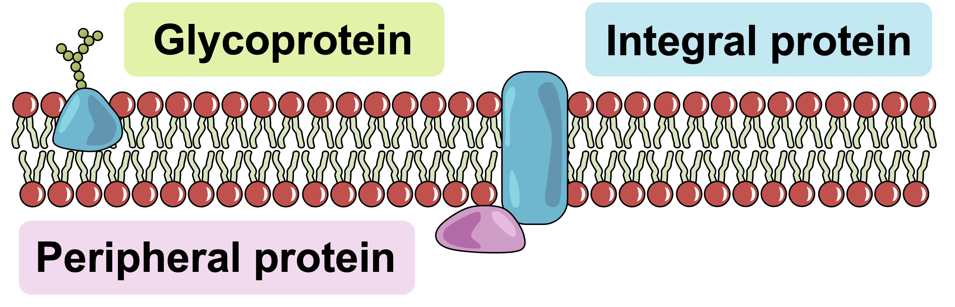 membrane-proteins